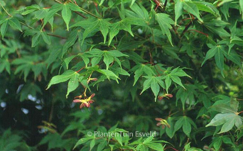 Acer palmatum ‘Shuhzan-koh’