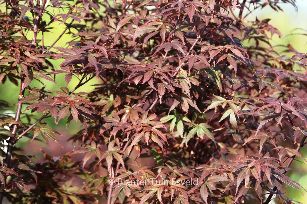 Acer palmatum ‘Skeeter’s Broom’