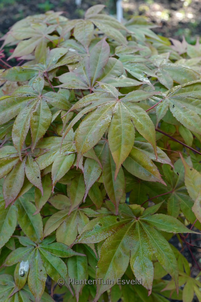 Acer palmatum ‘Soni’