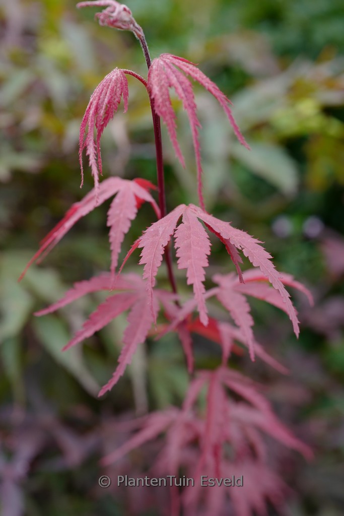 Acer palmatum ‘Sumi-nagare’