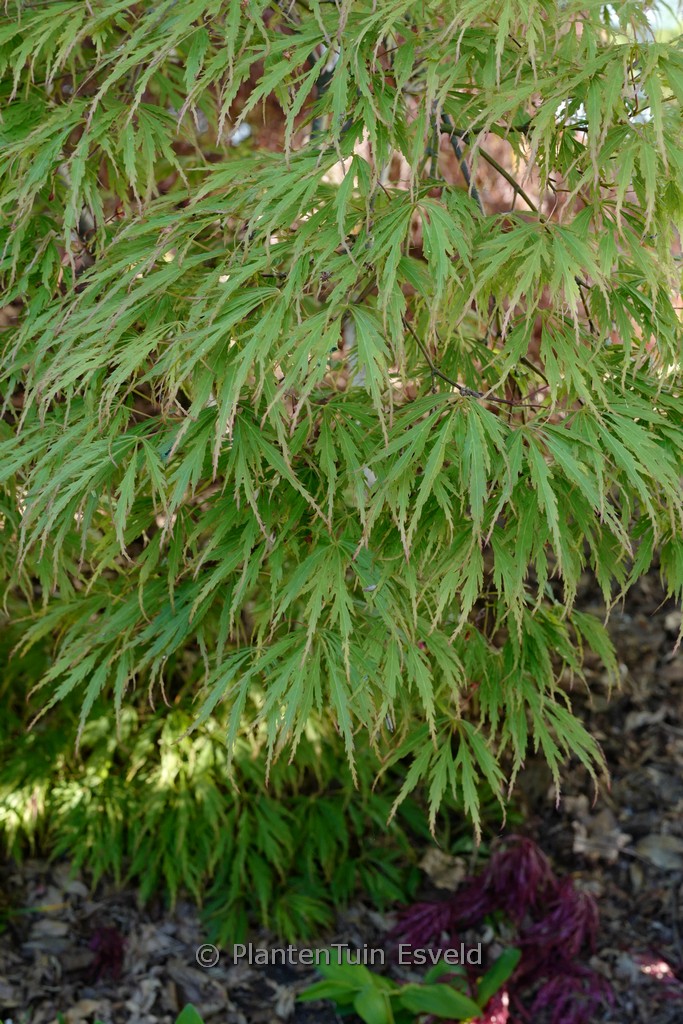 Acer palmatum ‘Sumi-shidare’
