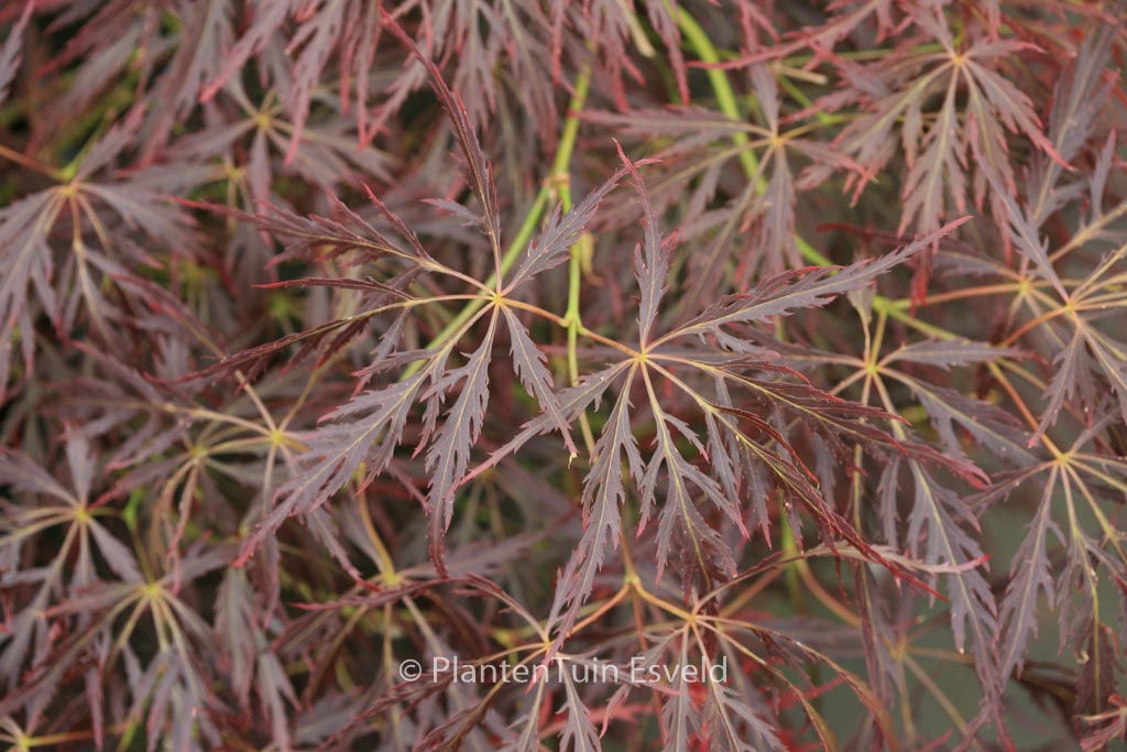 Acer palmatum ‘Takara-yama’