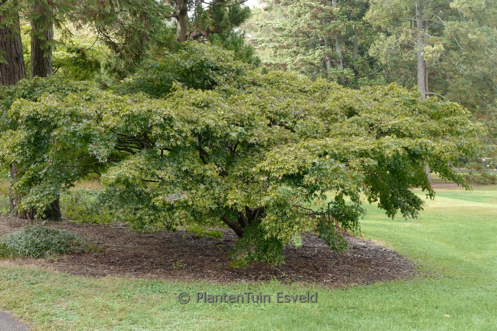 Acer palmatum ‘Tama-hime’