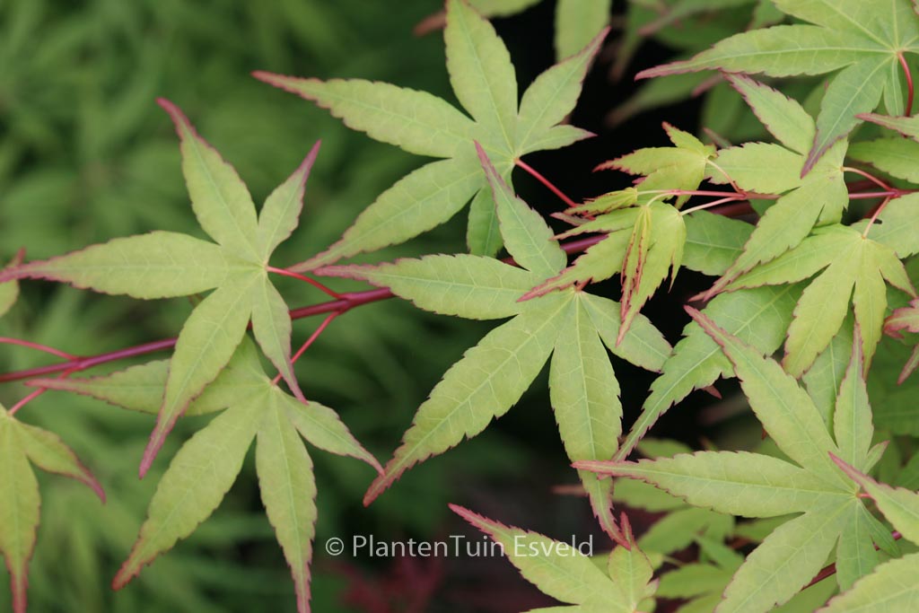 Acer palmatum ‘Tobiosho’