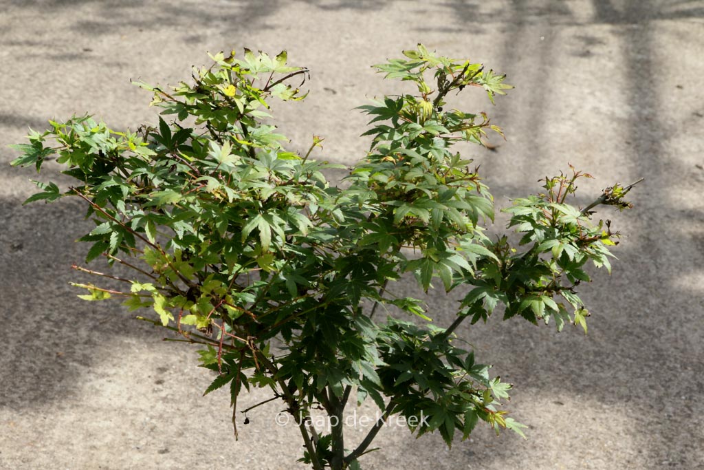 Acer palmatum ‘Tokyo-yatsubusa’