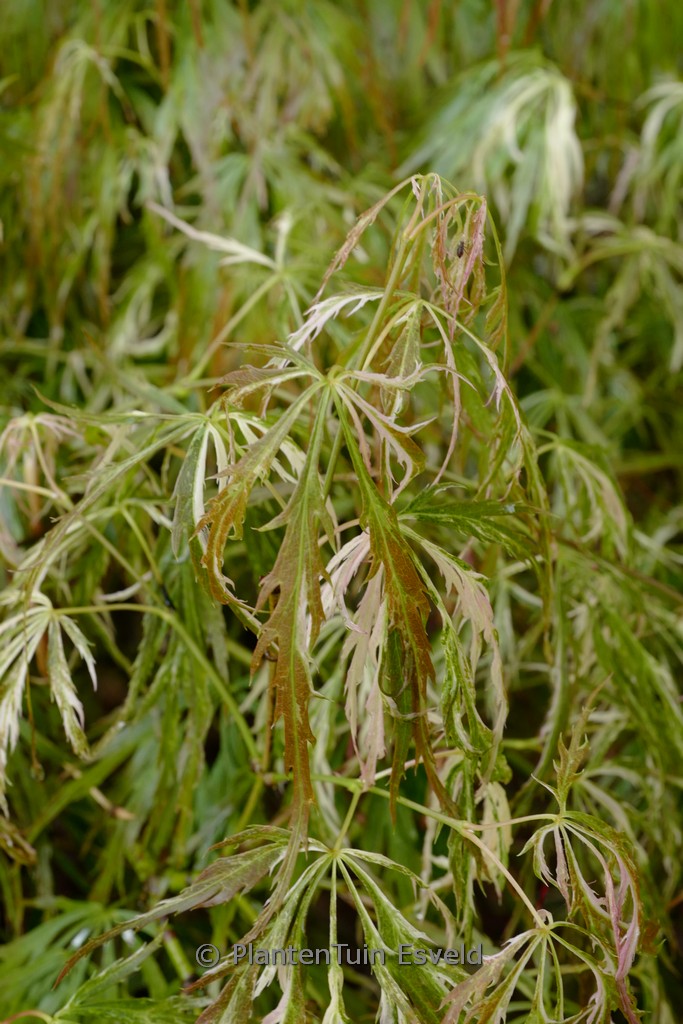 Acer palmatum ‘Toyama-nishiki’