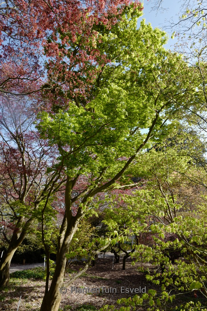 Acer palmatum ‘Tsuchi-gumo’