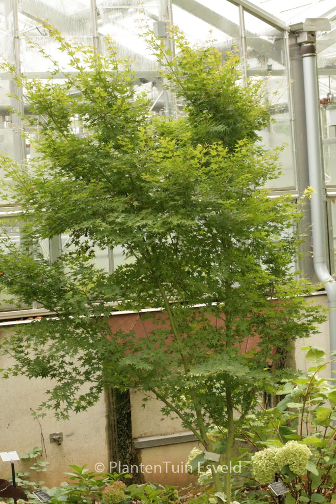 Acer palmatum ‘Tsukasa Silhouette’