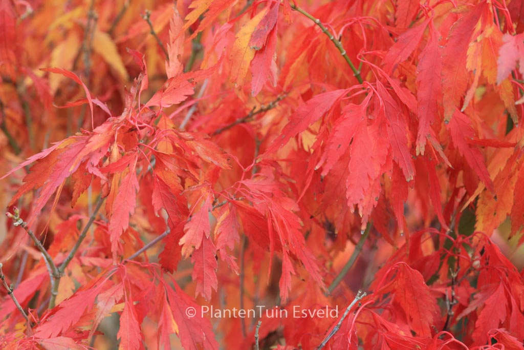 Acer palmatum ‘Tsukuma-no’