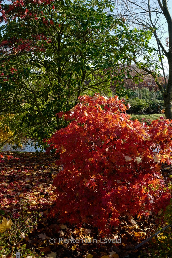 Acer palmatum ‘Tsukushi-gata’