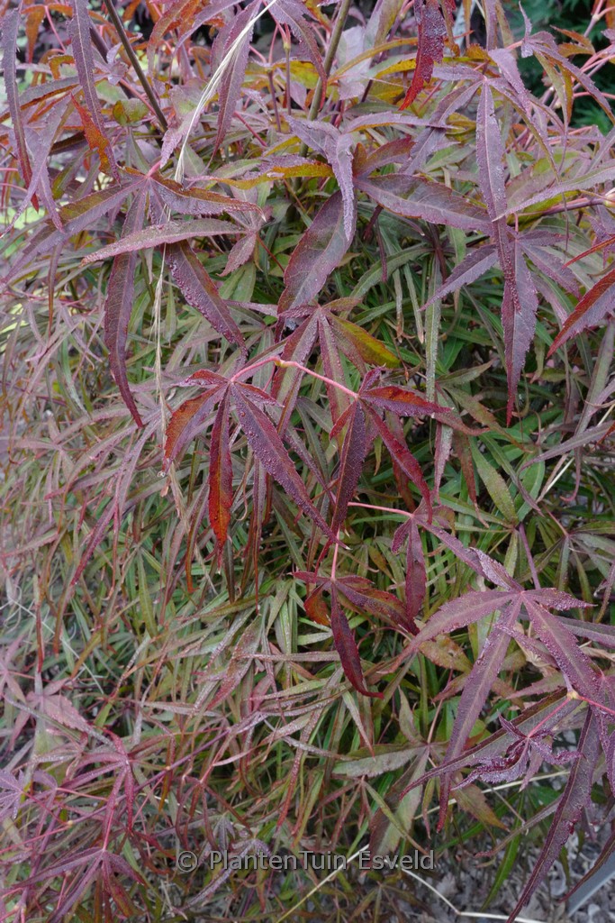 Acer palmatum ‘Twisted Spider’