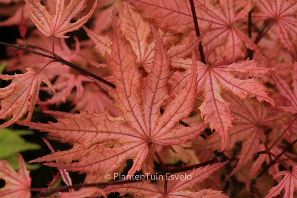 Acer palmatum ‘Uncle Ghost’