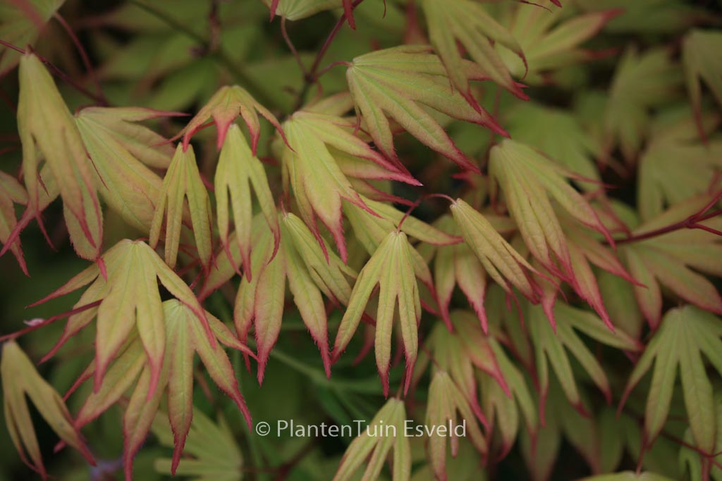 Acer palmatum ‘Unebi’