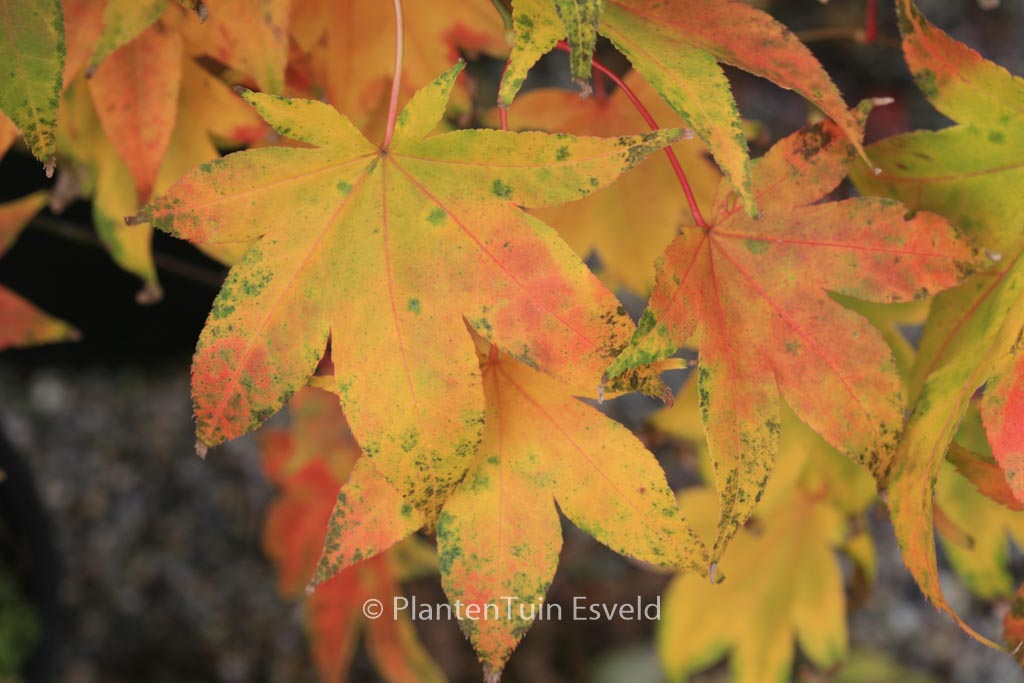 Acer palmatum ‘Utsu-semi’