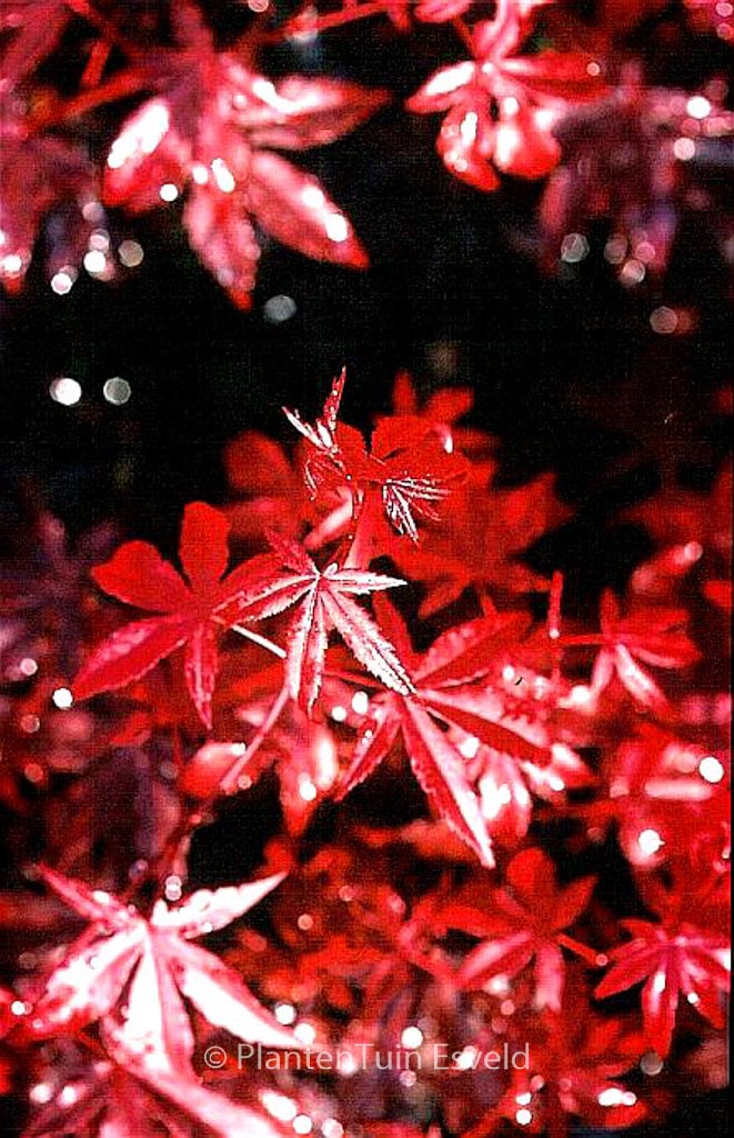 Acer palmatum ‘Vens Red’