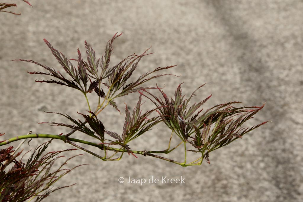 Acer palmatum ‘Ventura’