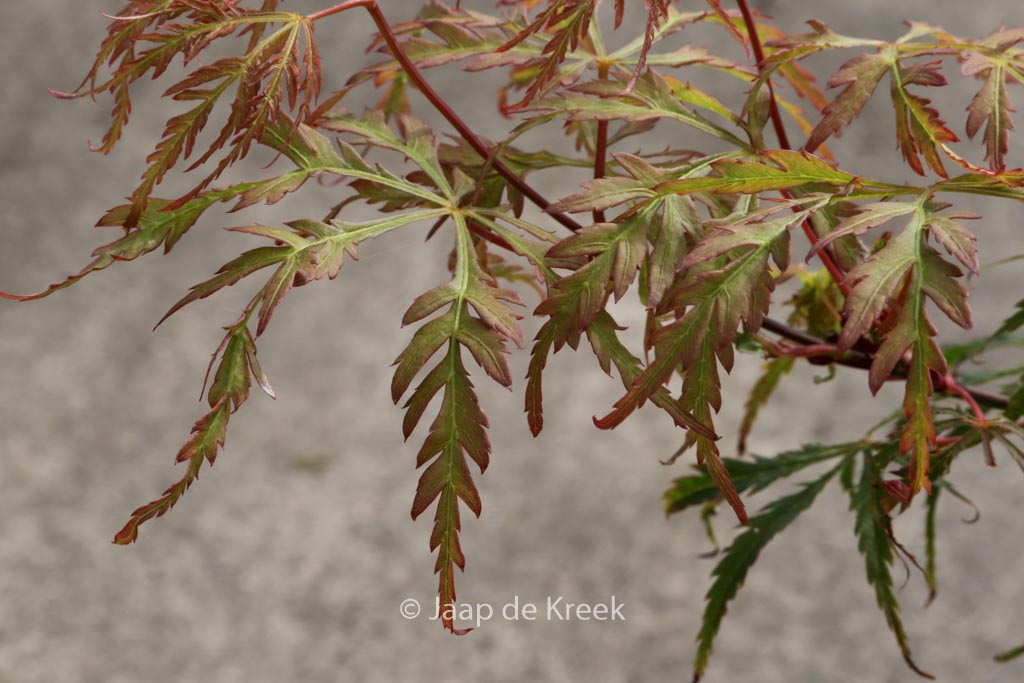 Acer palmatum ‘Vic Pink’