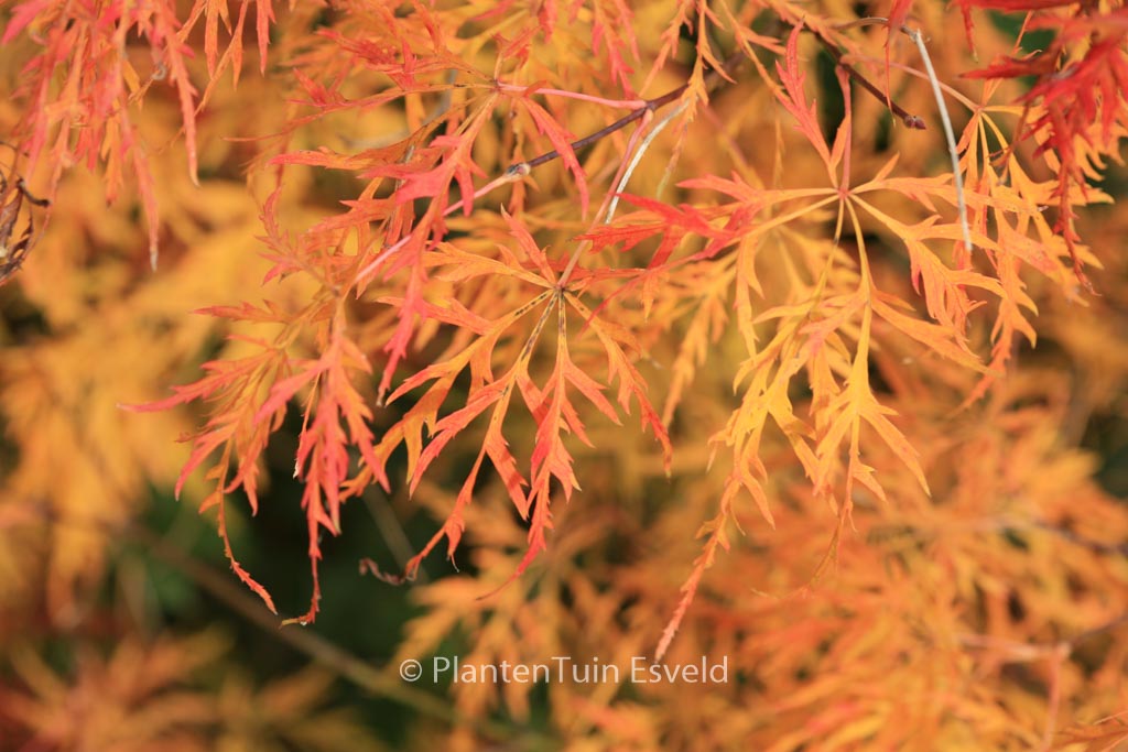 Acer palmatum ‘Waterfall’