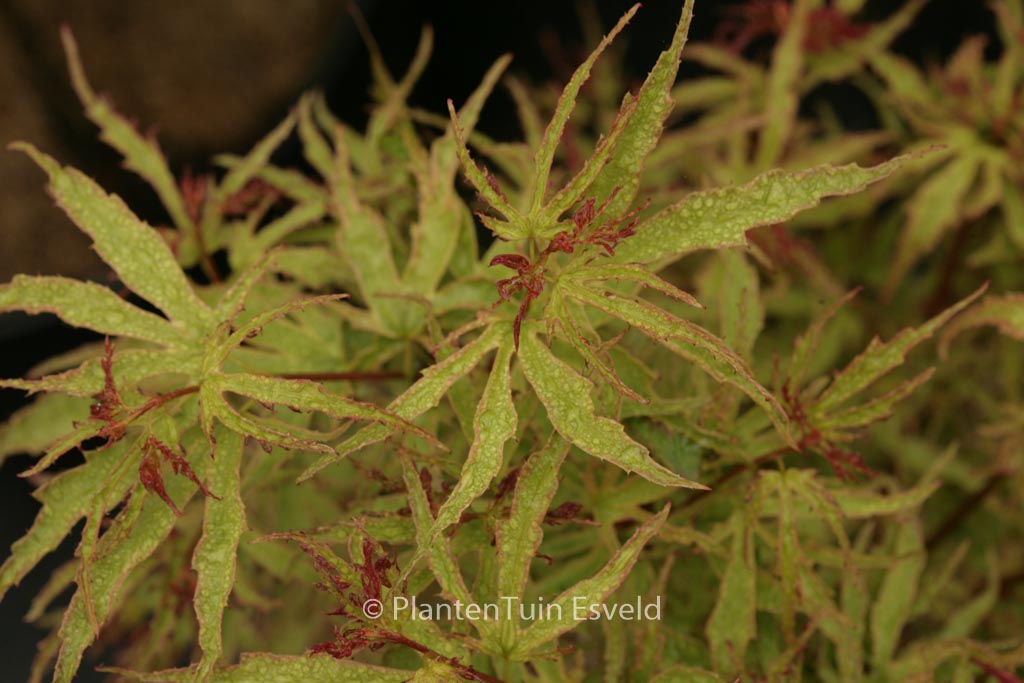 Acer palmatum ‘William B.’