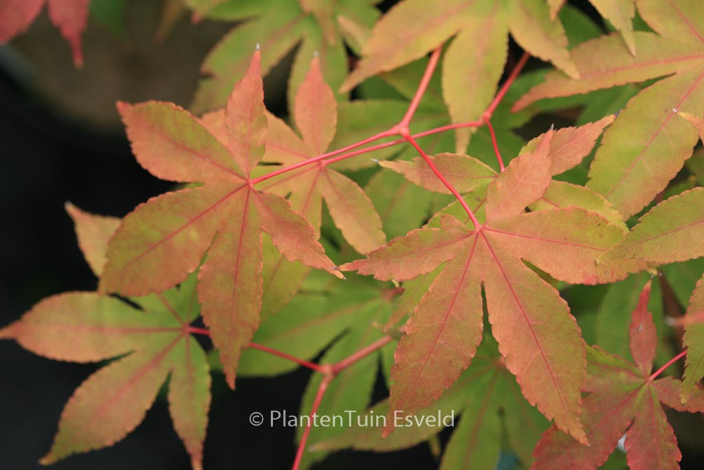 Acer palmatum ‘Yama-mura’