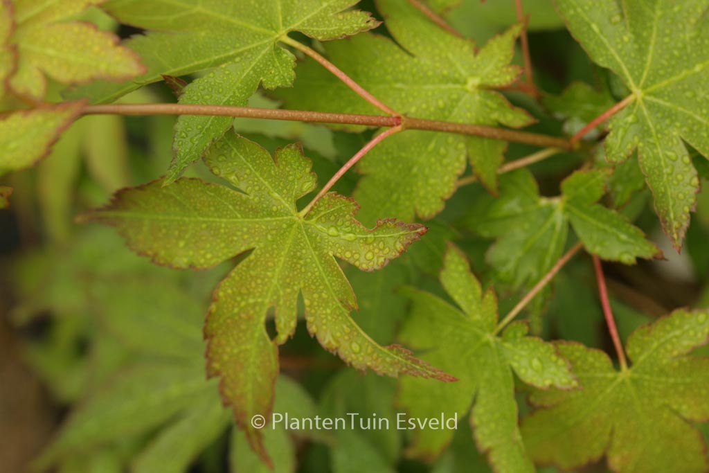 Acer palmatum ‘Yellow Bark Seedling’