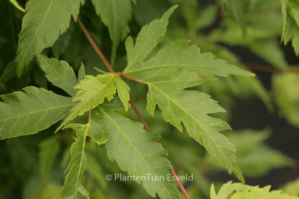 Acer palmatum ‘Yushide’