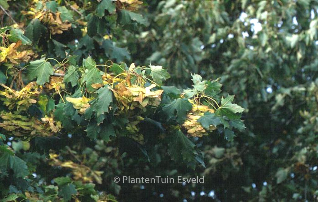 Acer platanoides ‘Cleveland’