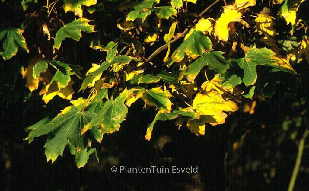 Acer platanoides ‘Emerald Queen’