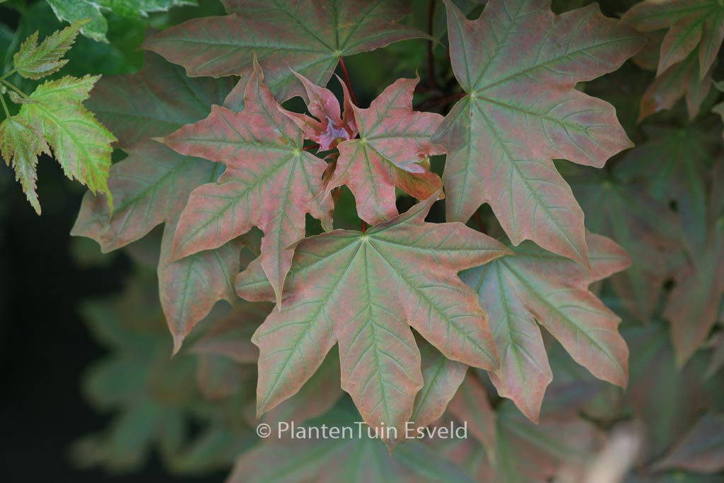 Acer platanoides ‘Holata’