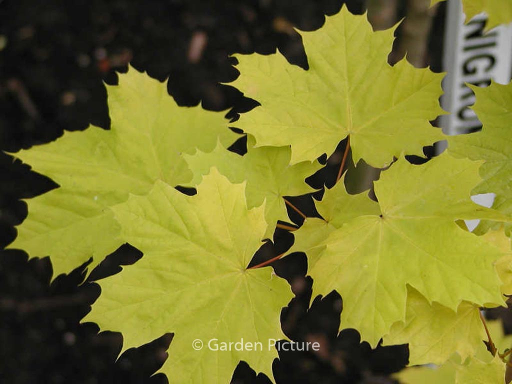 Acer platanoides ‘Prigo’ (PRINCETON GOLD)
