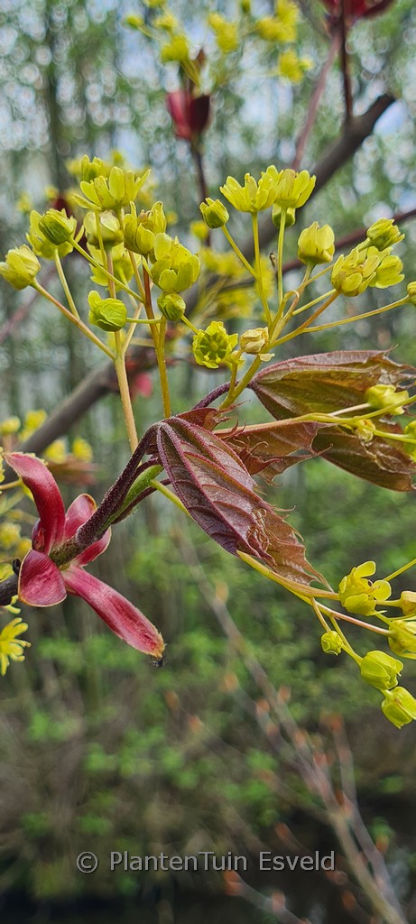 Acer platanoides ‘Reitenbachii’