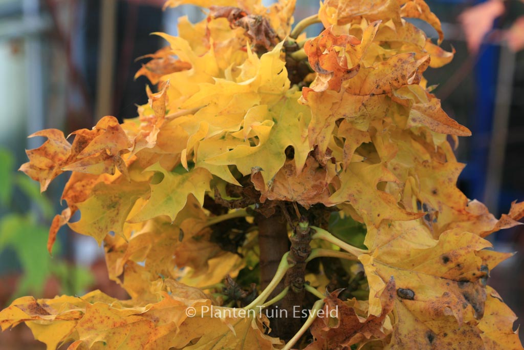 Acer platanoides ‘Rezek’