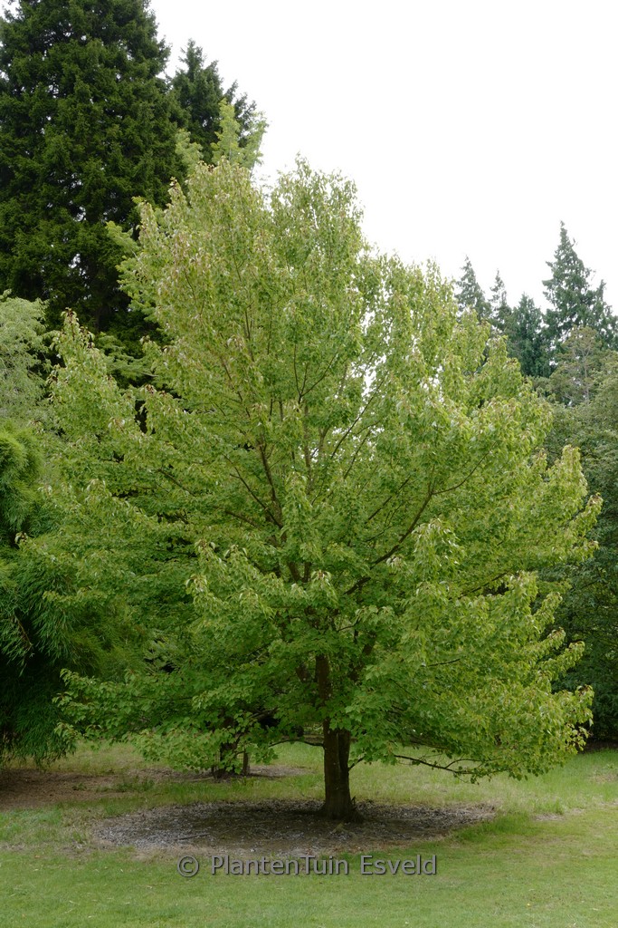 Acer pycnanthum