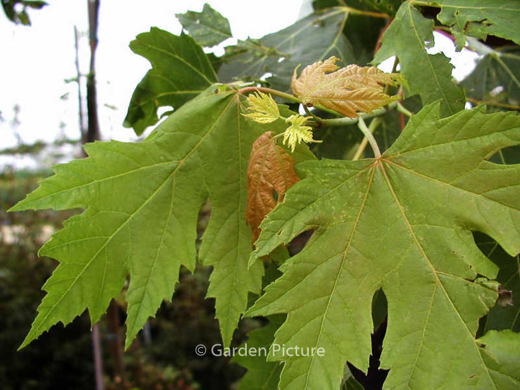 Acer rubrum ‘Bowhall’