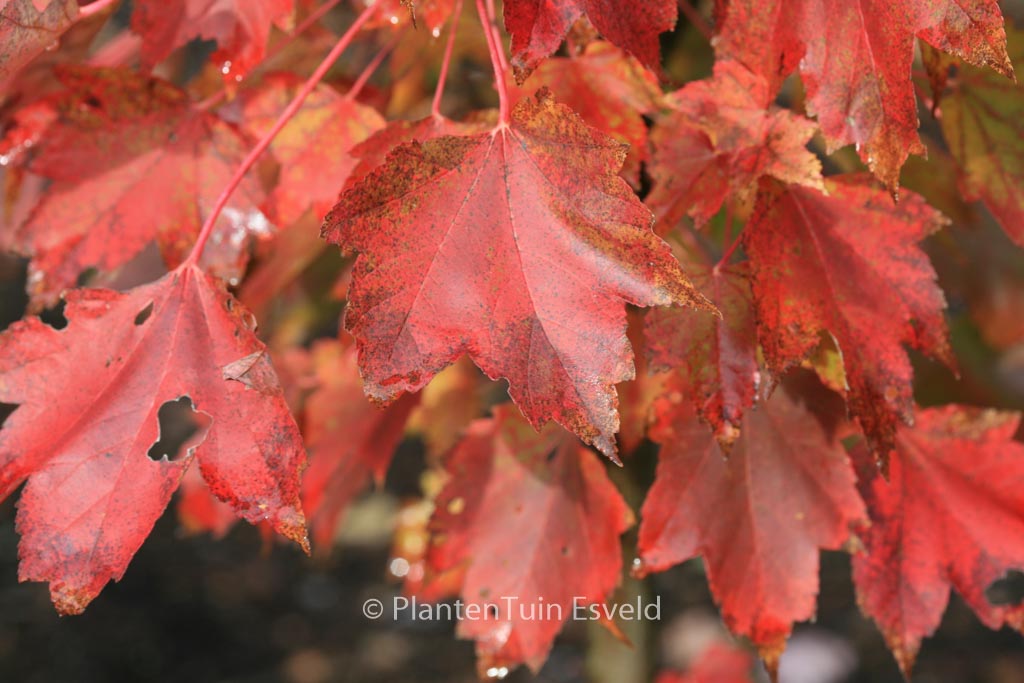 Acer rubrum ‘Brandywine’