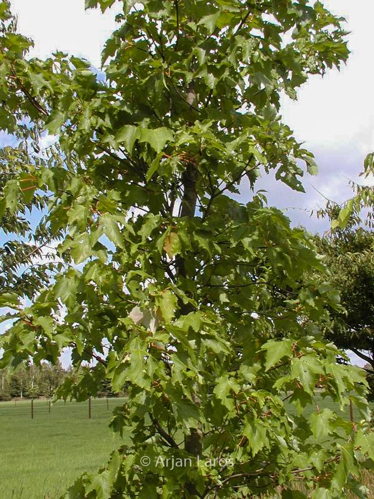 Acer rubrum ‘Morgan’ (INDIAN SUMMER)