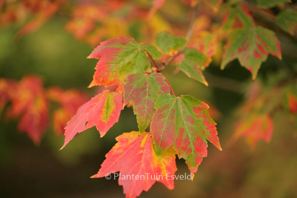 Acer rubrum ‘Northwood’