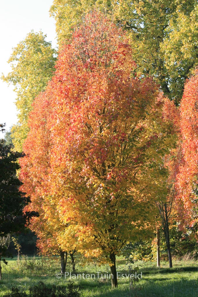 Acer rubrum ‘Scanlon’