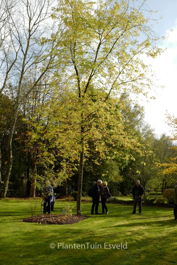 Acer saccharinum ‘Pyramidale’