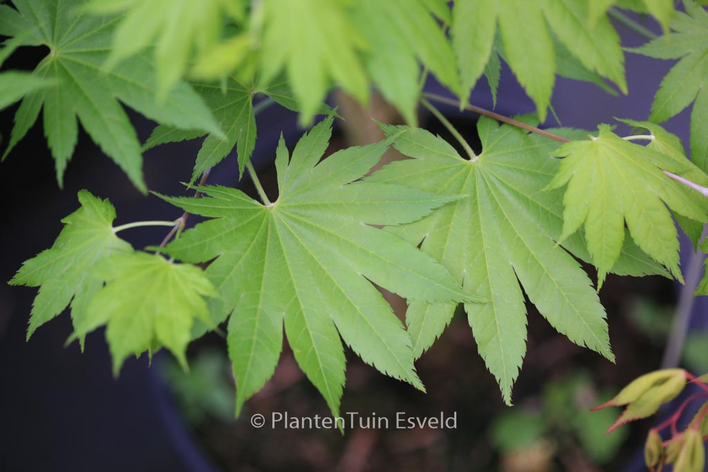 Acer shirasawanum ‘Diana’