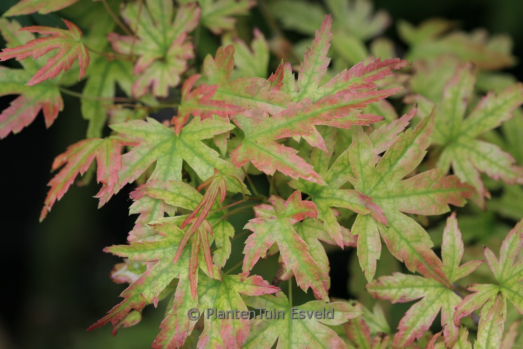 Acer shirasawanum ‘Helena’