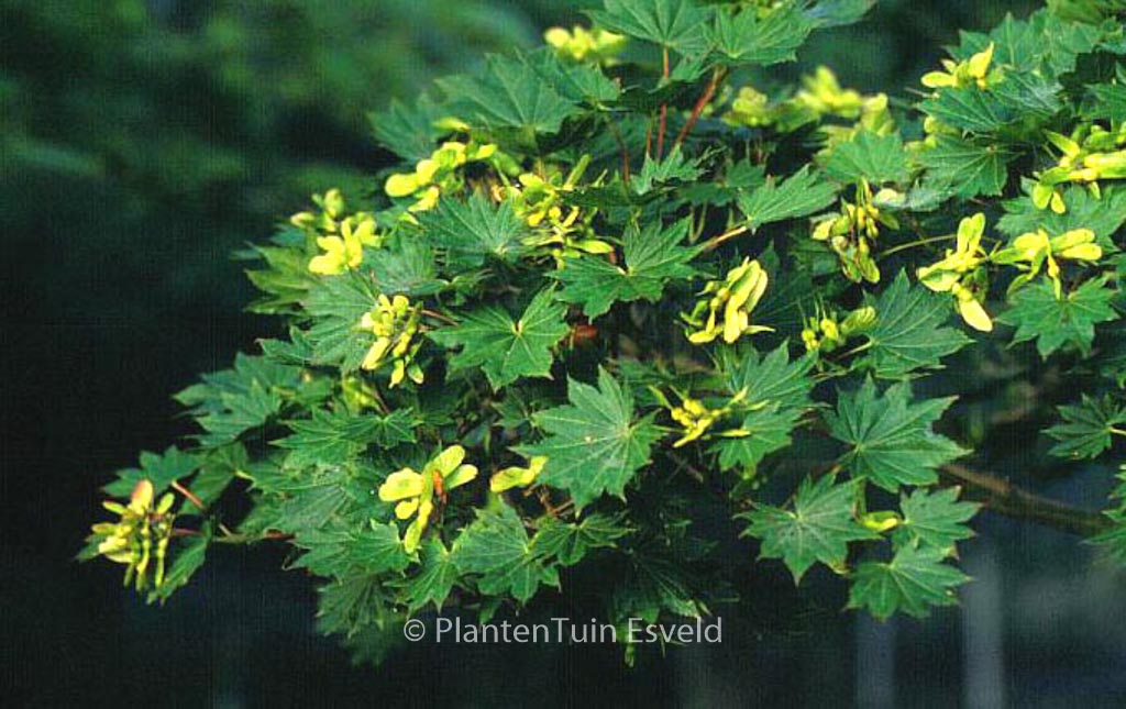 Acer shirasawanum ‘Microphyllum’