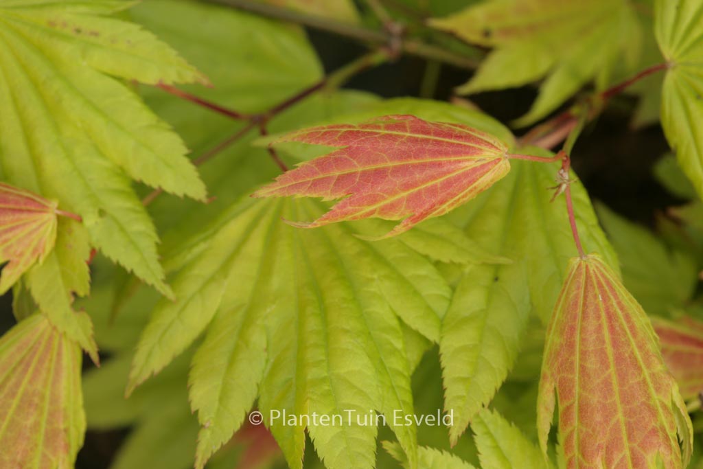 Acer shirasawanum ‘Munn001’ (MOONRISE)