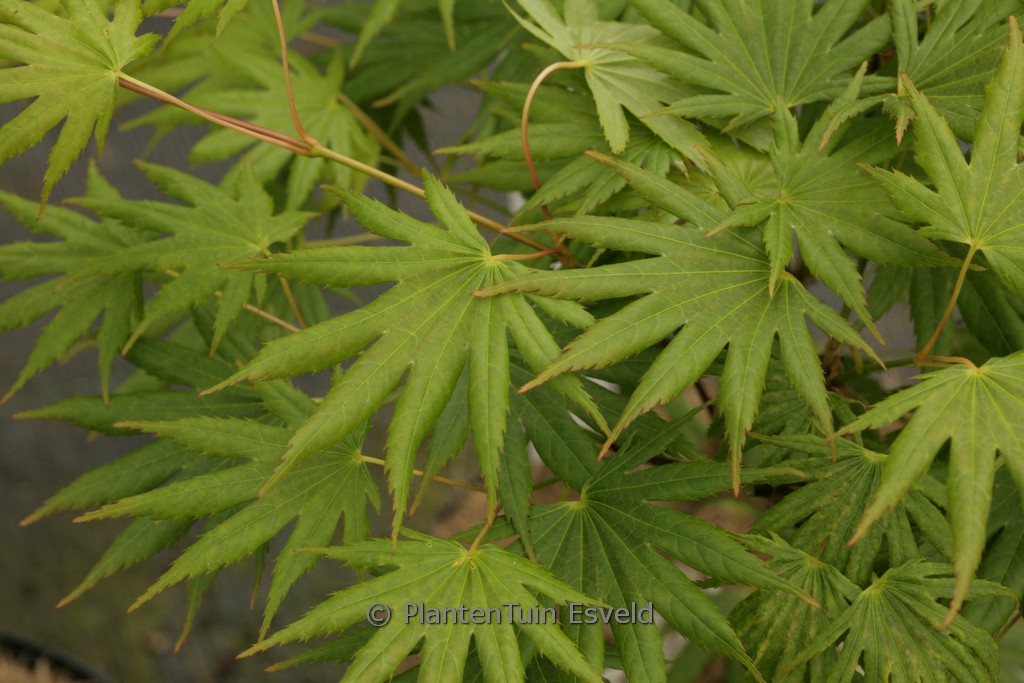 Acer shiraswanum ‘Mr. Sun’