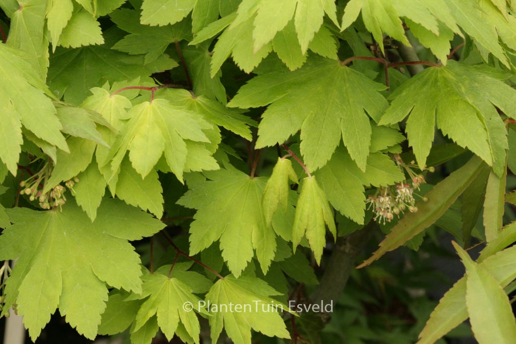 Acer sieboldianum ‘Katsura-gisan’