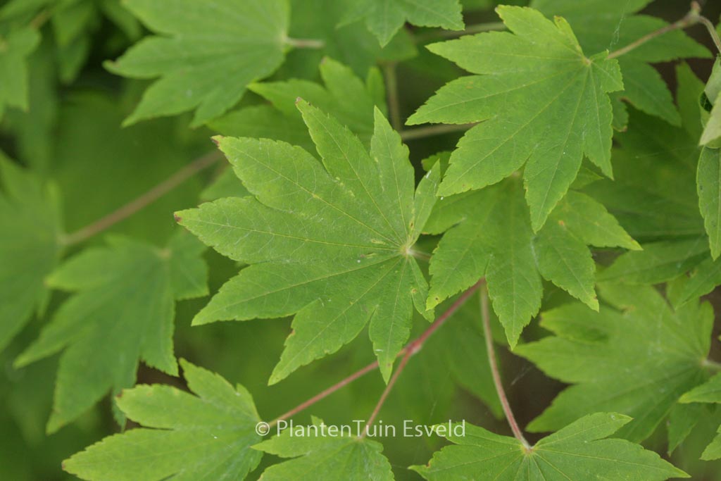 Acer sieboldianum ‘Ogura-yama’