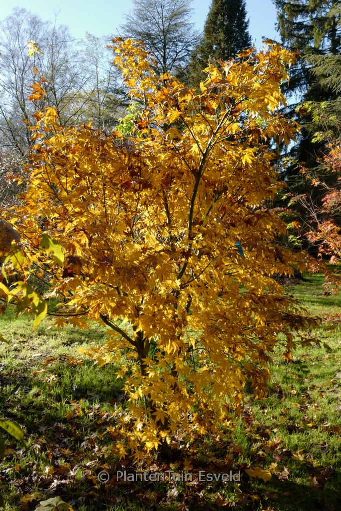 Acer tsinglingense ‘Gimborn’s Fire’