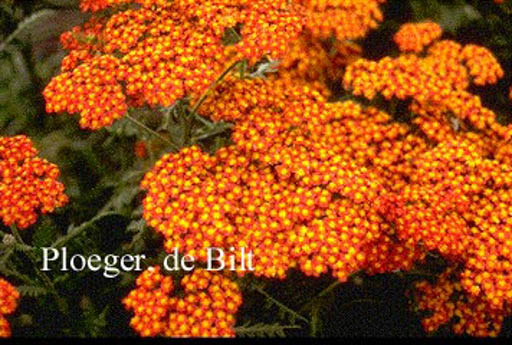 Achillea ‘Feuerland’
