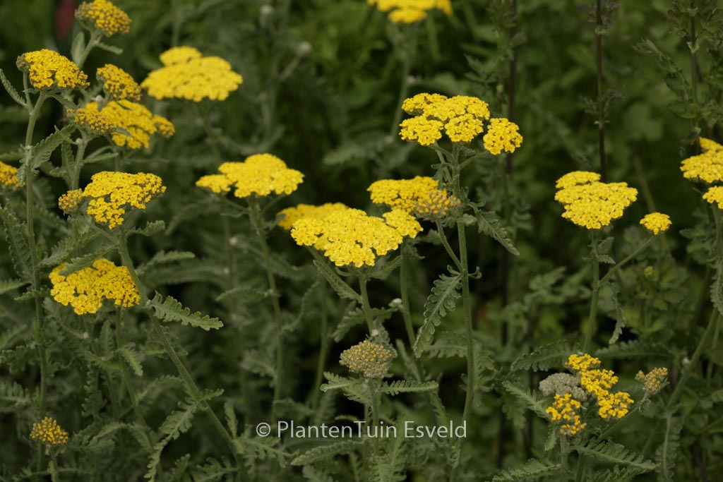 Achillea ‘Moonshine’