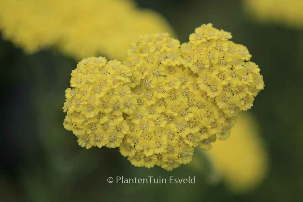 Achillea ‘Taygetea’